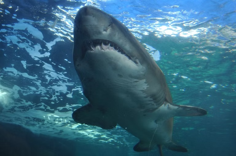 Shark Friendly Jewellery