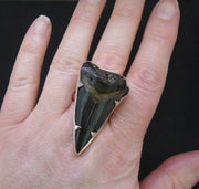 Fossilised Shark Tooth Sterling Silver Ring image 1