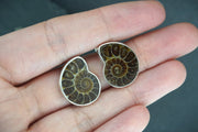 Ammonite Sterling Silver Drop Earrings image 1