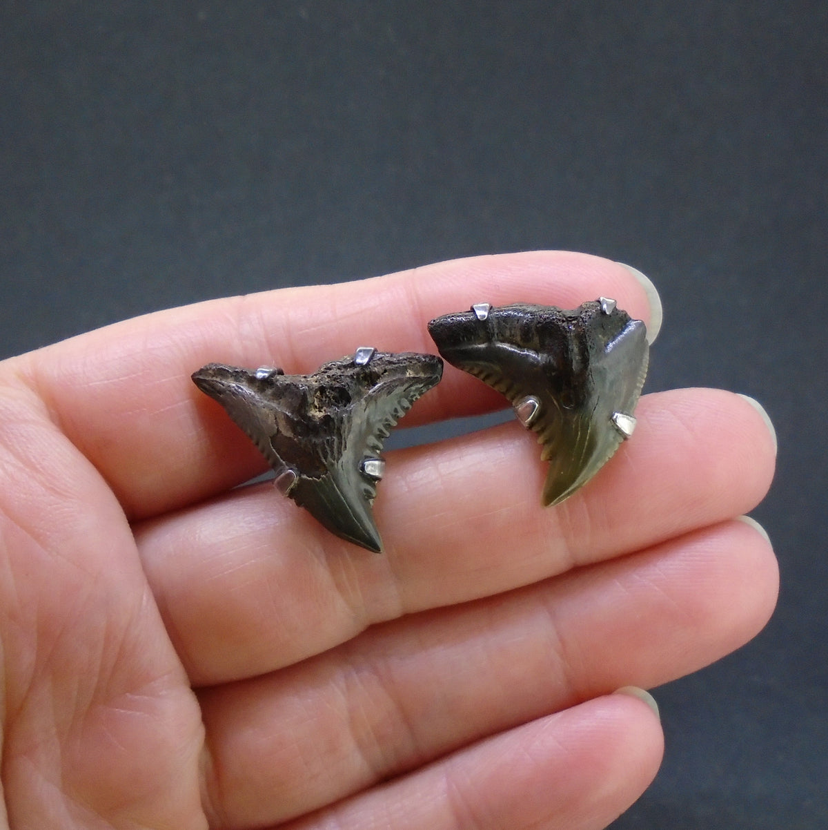 Fossilised Shark Tooth Sterling Silver Cufflinks image 3