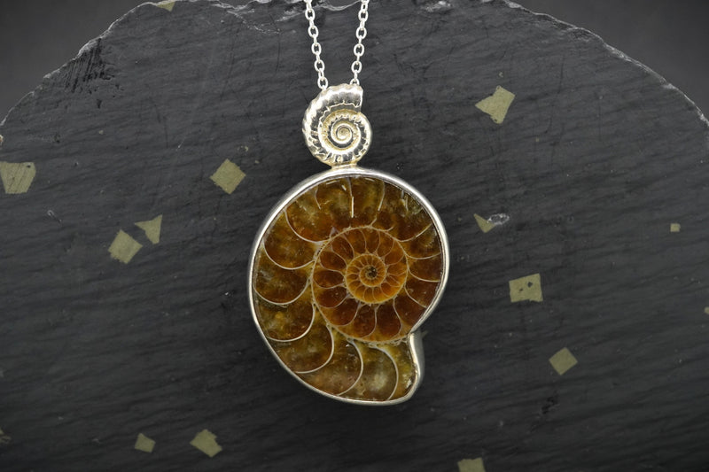 Ammonites