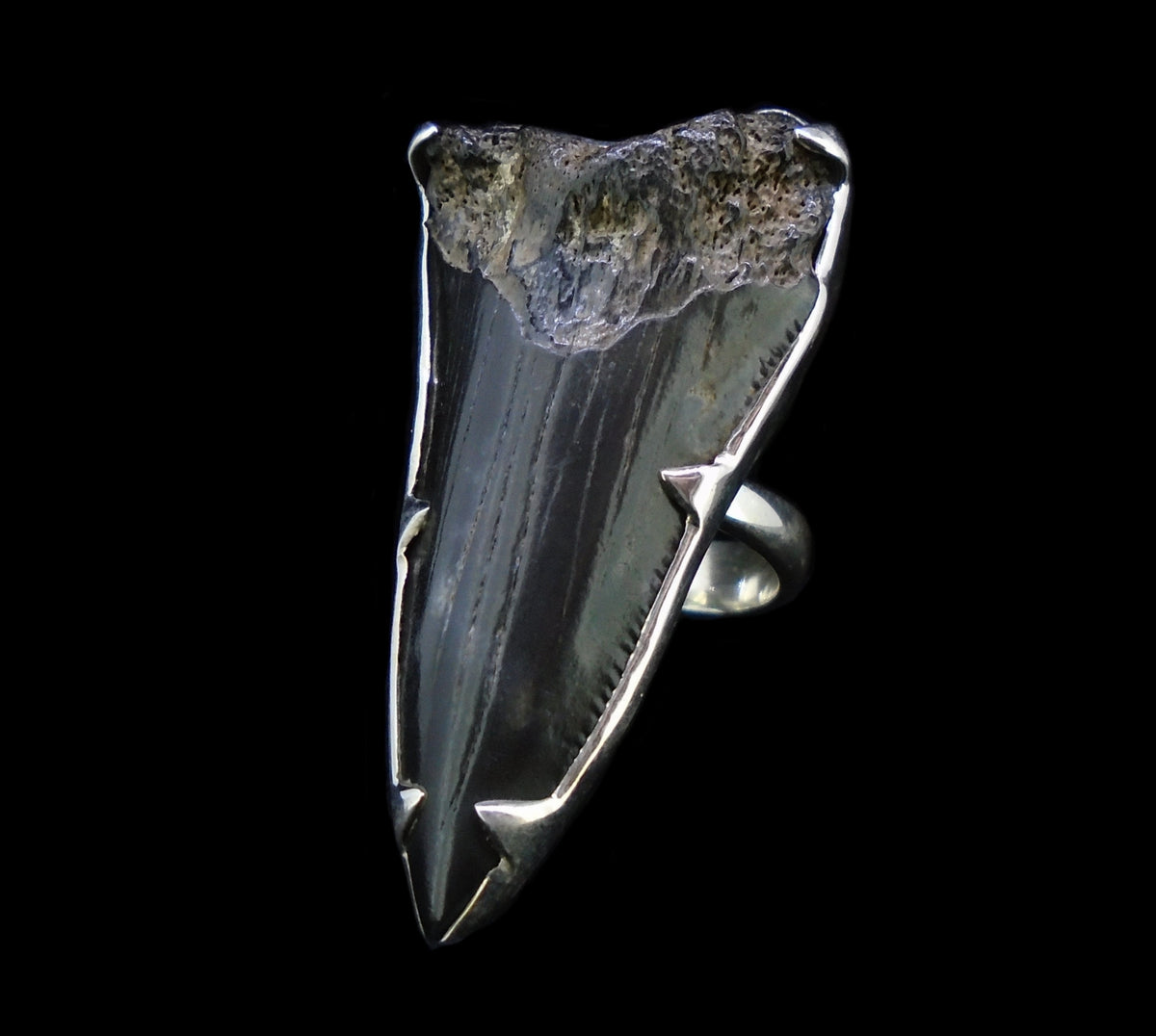 Fossilised Shark Tooth Sterling Silver Ring image 0