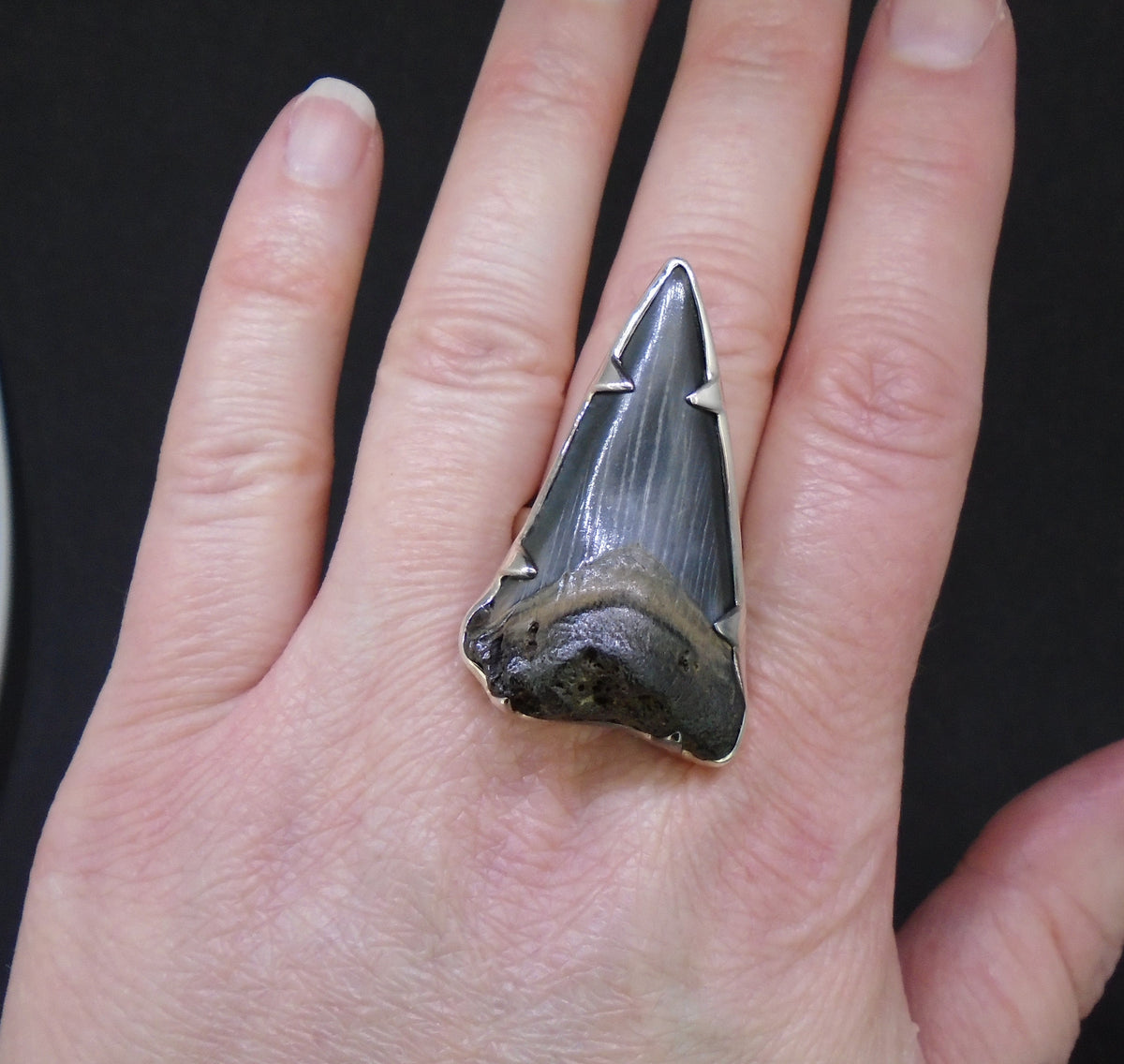 Fossilised Shark Tooth Sterling Silver Ring image 4
