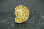 Ammonite Sterling Silver Ring image 0