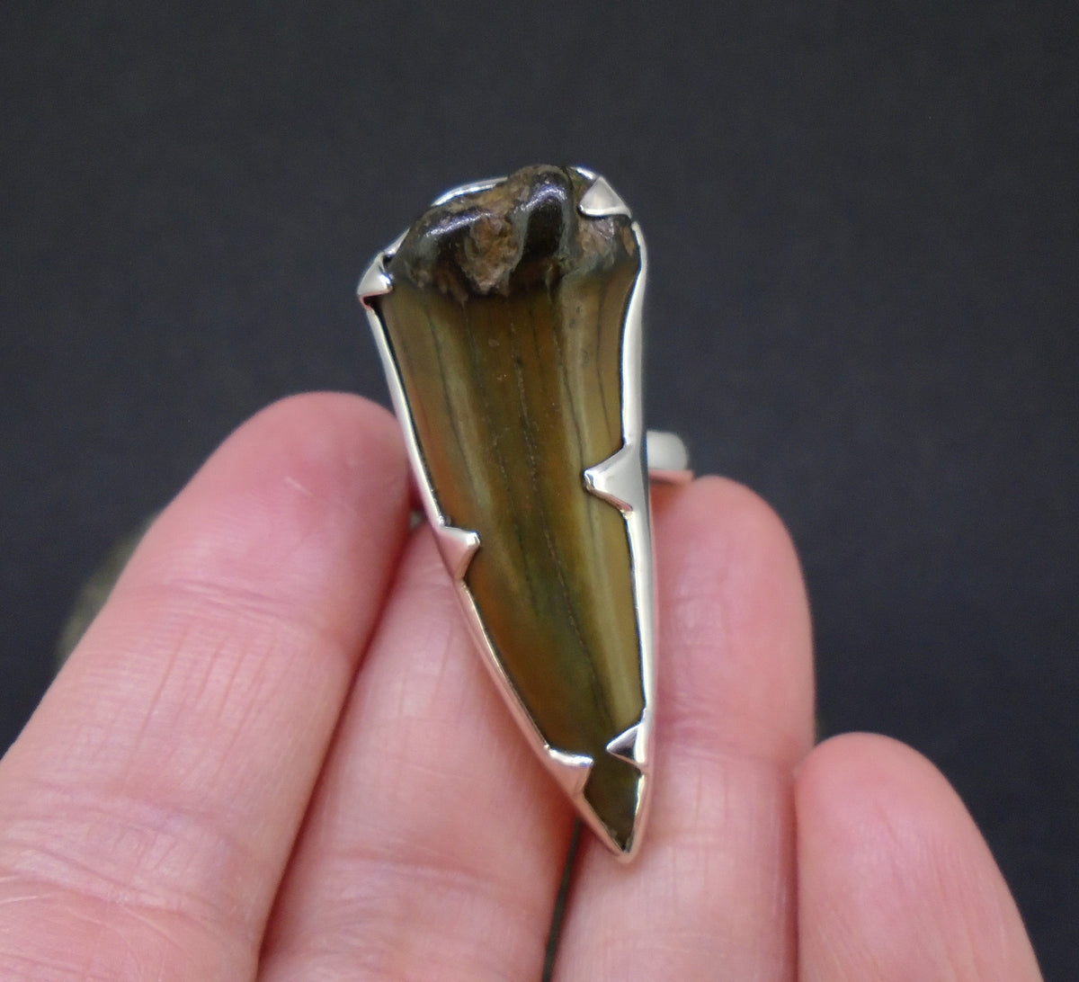 Fossilised Shark Tooth Sterling Silver Ring image 3