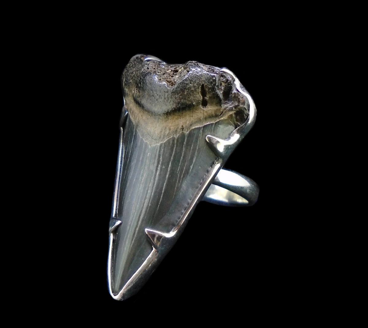 Fossilised Shark Tooth Sterling Silver Ring image 0
