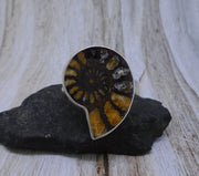 Rare Haematite Ammonite Sterling Silver Ring image 2