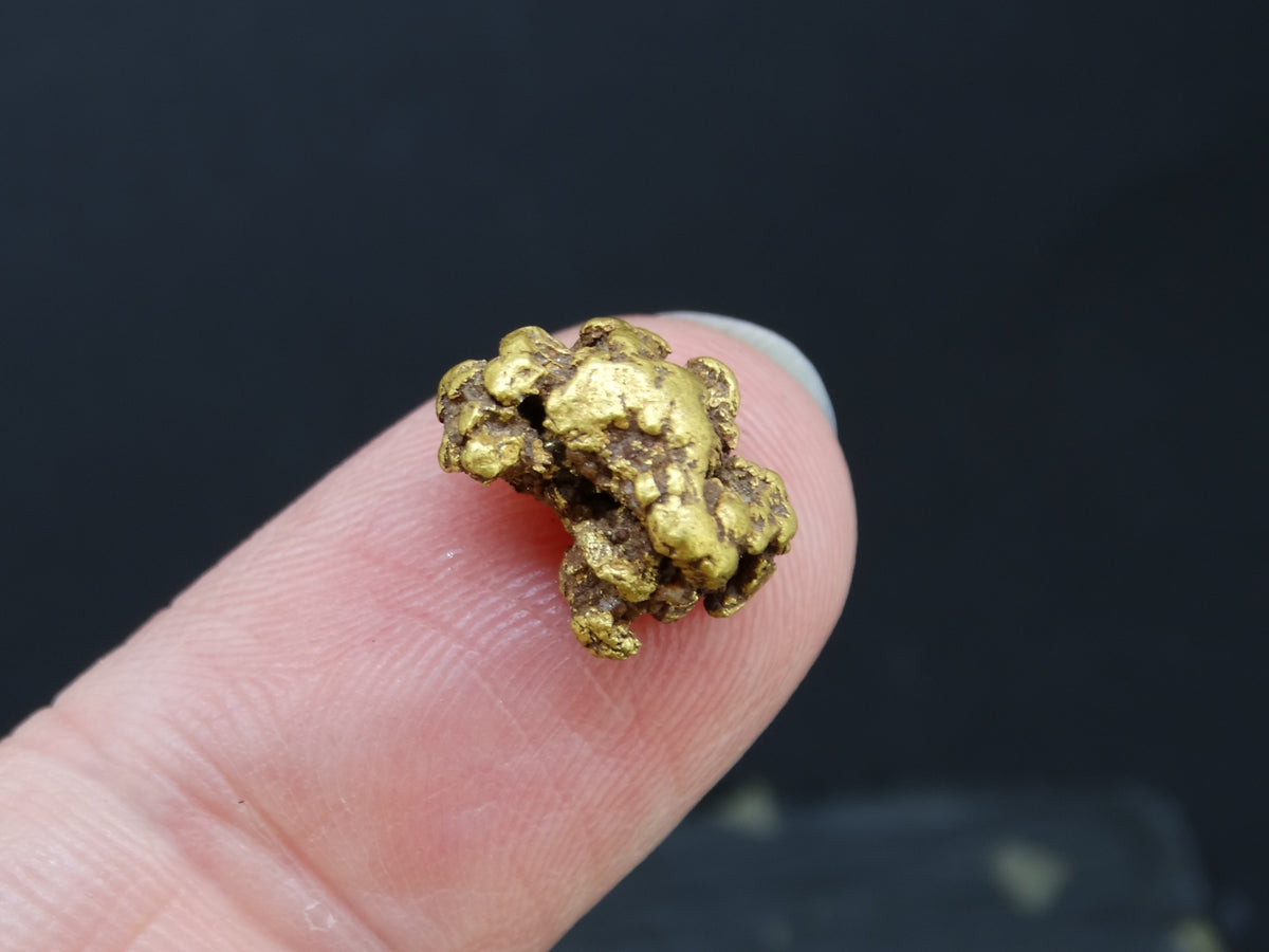 Highlands Scottish Gold Nugget, 2019  -2.338 image 2