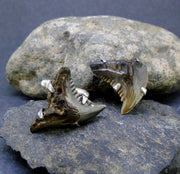 Fossilised Shark Tooth Sterling Silver Cufflinks image 0