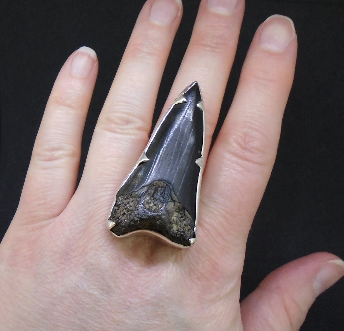 Fossilised Shark Tooth Sterling Silver Ring image 1