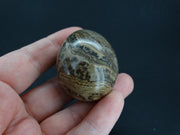 Ancient Scottish Stromatolite Egg