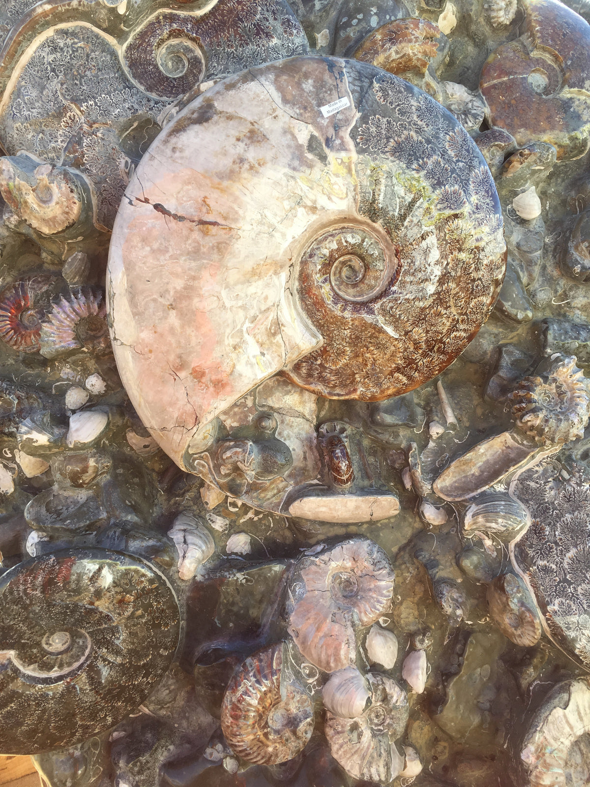 Ammonite & Amethyst Sterling Silver Pendant