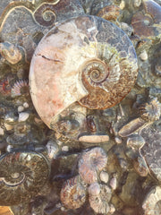 Ammonite & Amethyst Sterling Silver Pendant