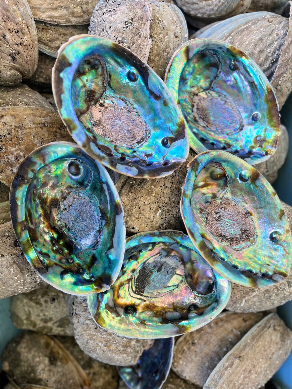 Paua Shell 'Rib' Sterling Silver Pendant