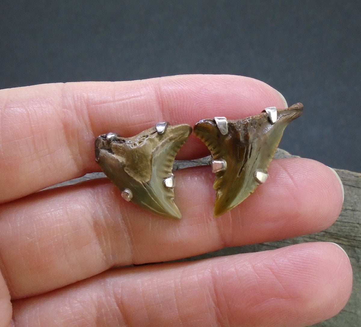 Fossilised Shark Tooth Sterling Silver Cufflinks