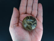 Ancient Scottish Stromatolite Carved Sphere