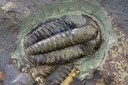 Trilobite Sterling Silver Cufflinks 8x6mm