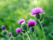 Lewisian Sterling Silver Thistle Earrings