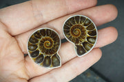 Ammonite Sterling Silver Cufflinks