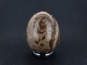 Ancient Scottish Stromatolite Egg