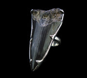 Fossilised Shark Tooth Sterling Silver Ring