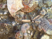 Ammonite Sterling Silver Bracelet