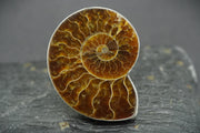 Large Ammonite Sterling Silver Ring