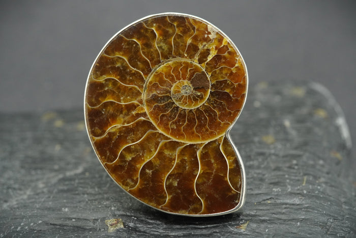Large Ammonite Sterling Silver Ring