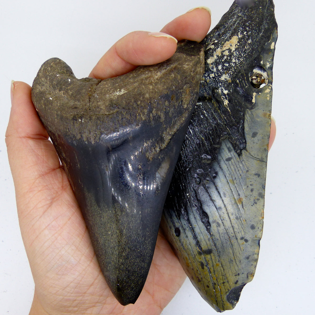 Fossilised Shark Tooth Sterling Silver Earrings