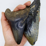 Fossilised Shark Tooth Sterling Silver Earrings