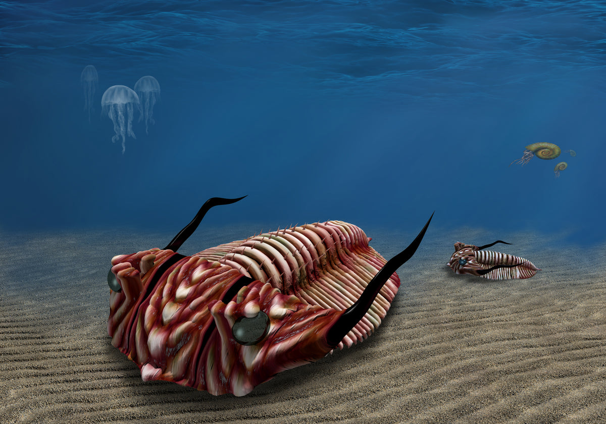 Trilobite Sterling Silver Cufflinks 8x6mm