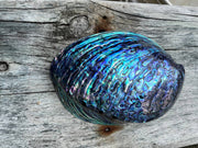 Paua Shell 'Rib' Sterling Silver Pendant