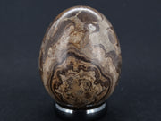 Ancient Scottish Stromatolite Egg