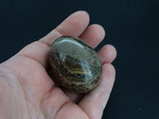 Ancient Scottish Stromatolite Egg