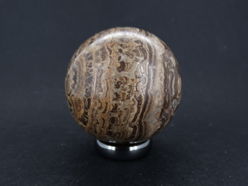 Scottish Stromatolite