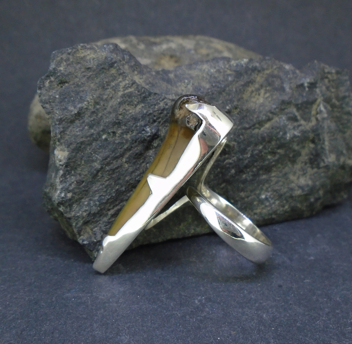 Fossilised Shark Tooth Sterling Silver Ring