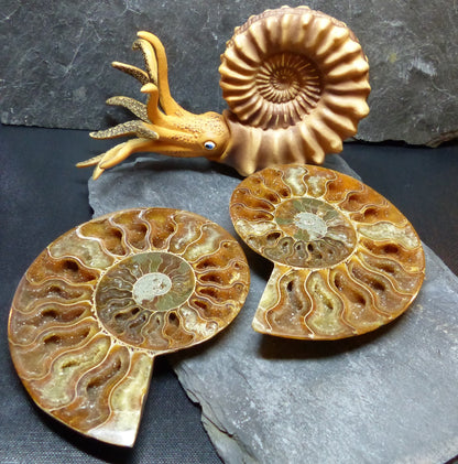 Ammonite Sterling Silver Trinity Ring