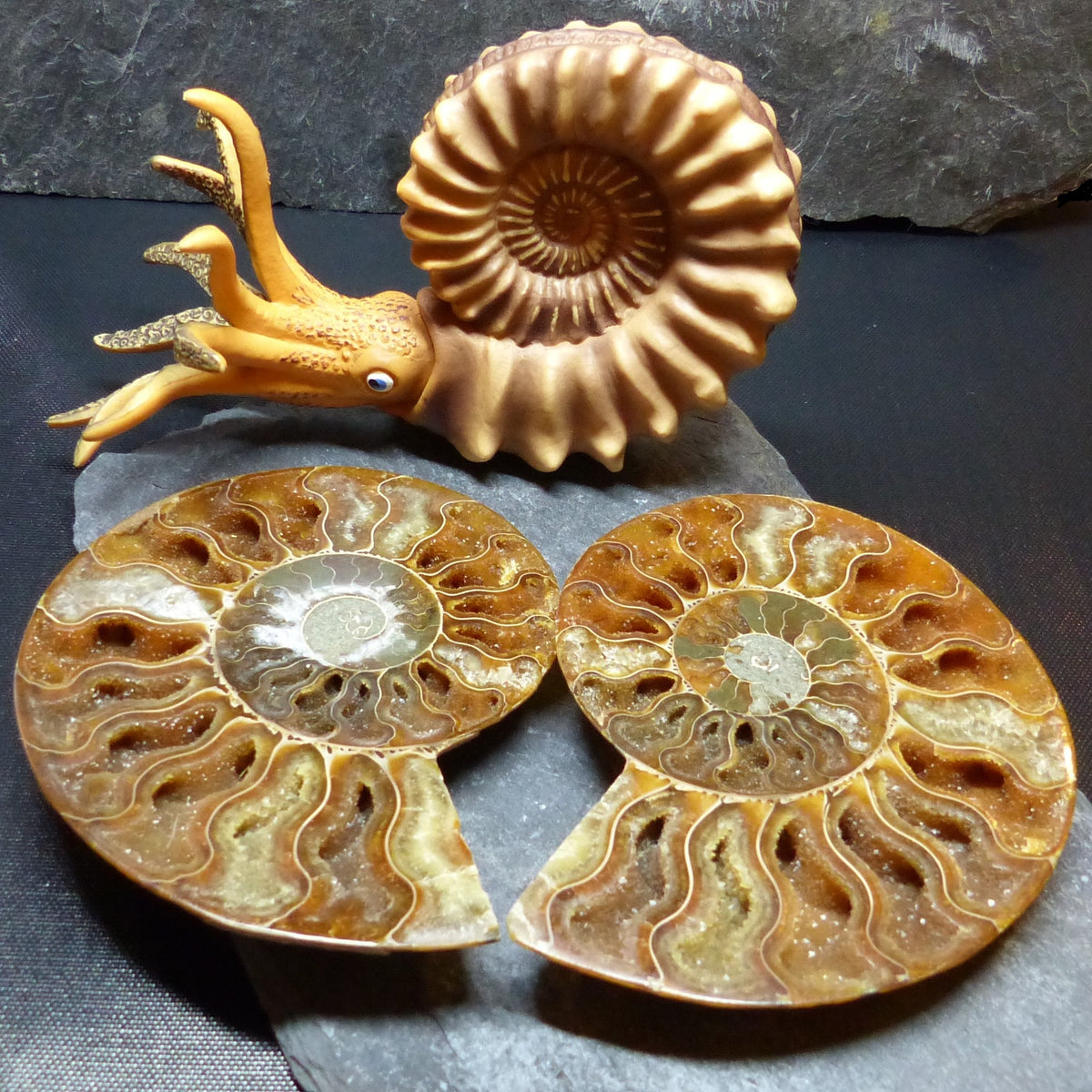 Ammonite Sterling Silver Pendant