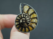 Haematite Ammonite Sterling Silver Ring