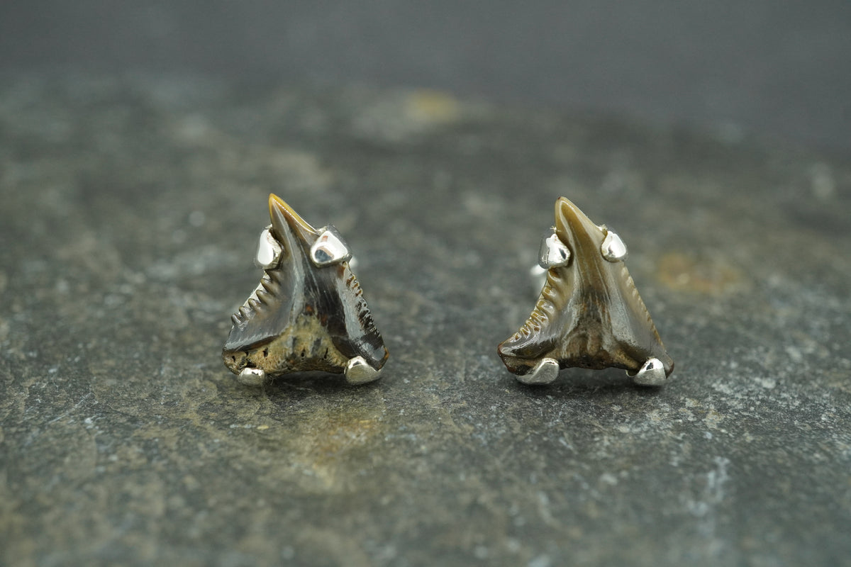 Fossilised Shark Tooth Sterling Silver Earrings