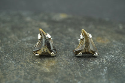 Fossilised Shark Tooth Sterling Silver Stud Earrings
