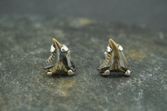 Fossilised Shark Tooth Sterling Silver Stud Earrings