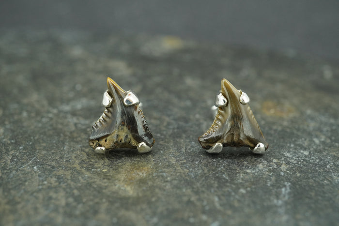 Fossilised Shark Tooth Sterling Silver Stud Earrings