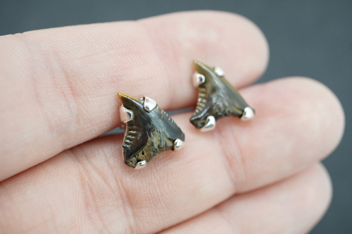 Fossilised Shark Tooth Sterling Silver Earrings