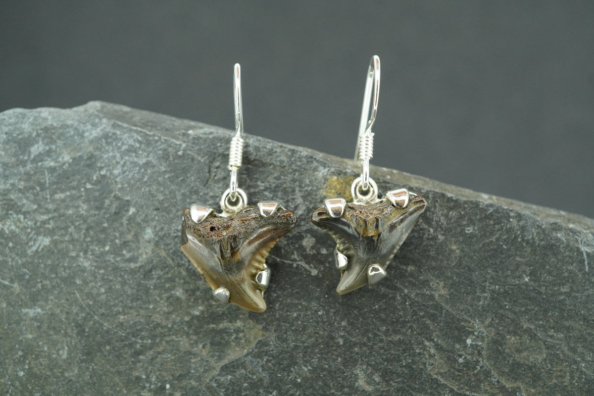 Fossilised Shark Tooth Sterling Silver Earrings