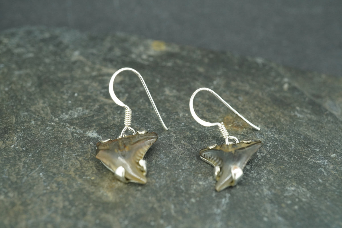 Fossilised Shark Tooth Sterling Silver Earrings