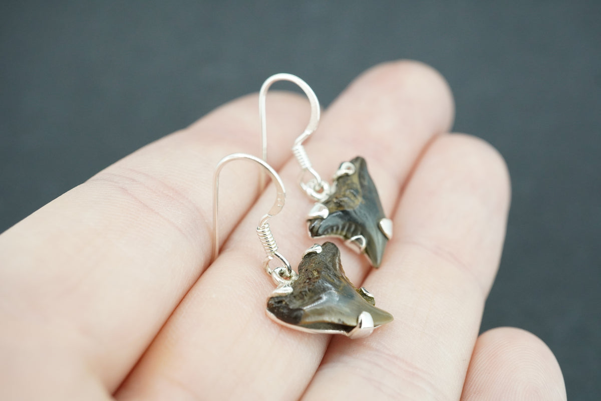 Fossilised Shark Tooth Sterling Silver Earrings