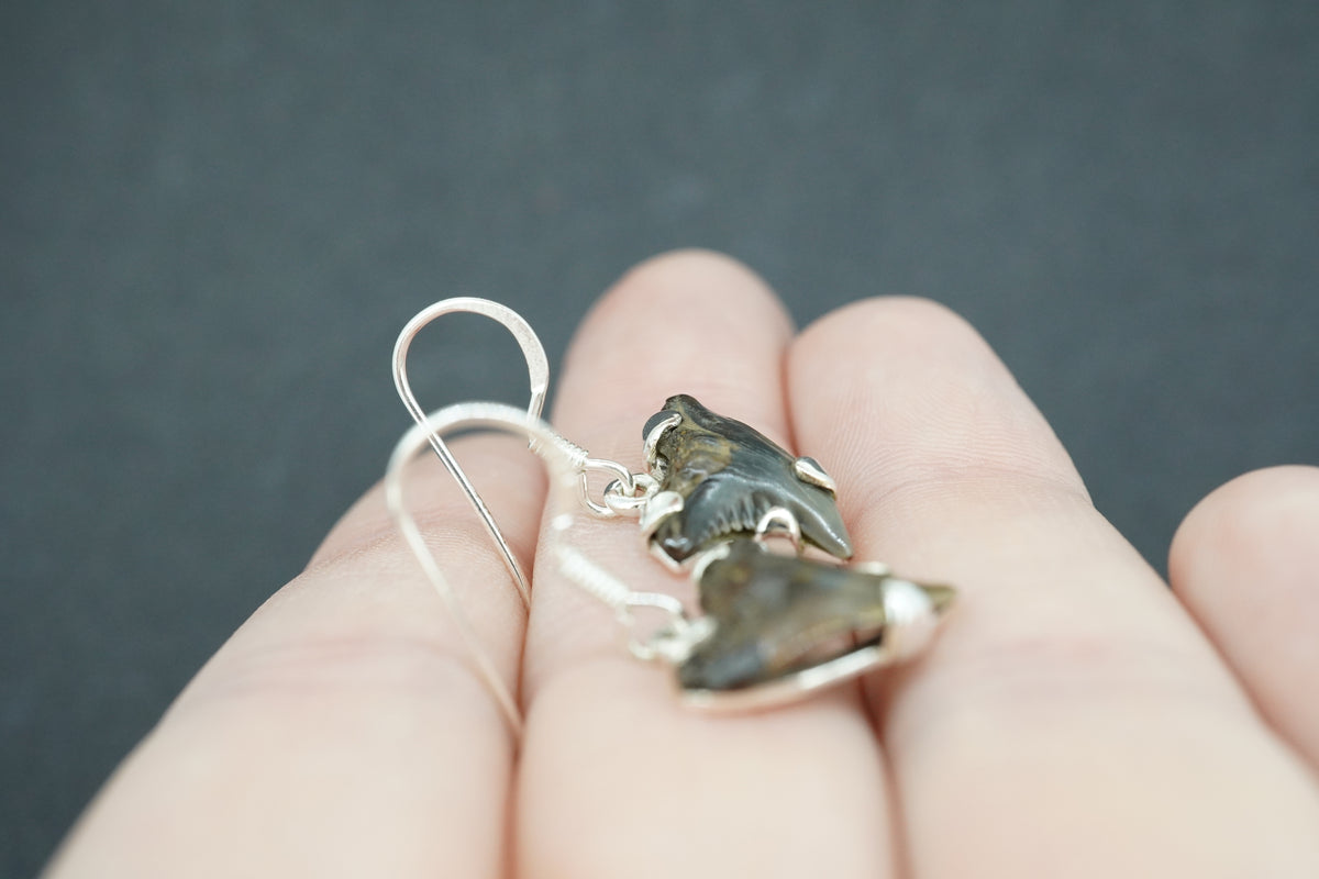 Fossilised Shark Tooth Sterling Silver Earrings