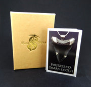 Fossilised Shark Tooth Sterling Silver Earrings
