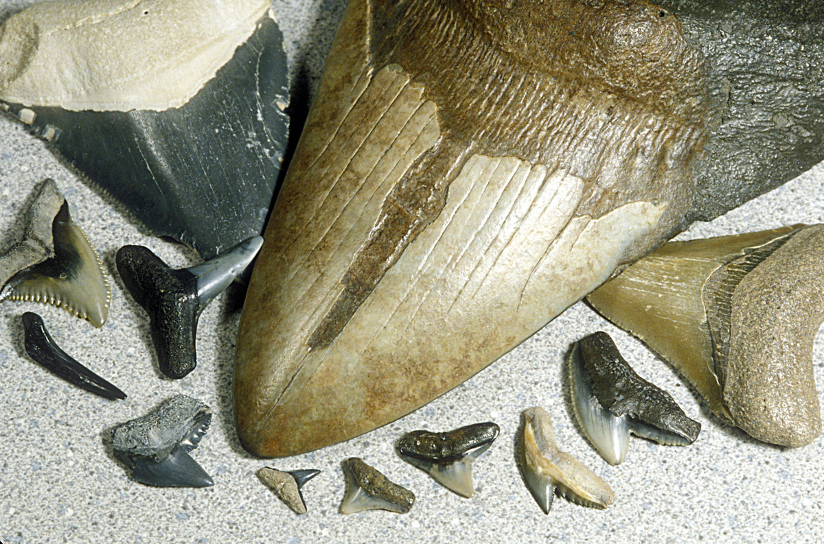 Fossilised Shark Tooth Sterling Silver Ring image 9